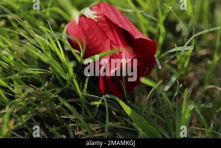 Des roses rouges sont posées sur les pierres tombales des soldats tombés pour honorer les sacrifices des militaires américains et de leurs familles le jour du souvenir, à 30 mai 2022, au cimetière des anciens combattants du Texas central, à Killeen, Texas. Le Memorial Day a été créé en 1971 pour rendre hommage à ceux qui ont servi les États-Unis et ont payé le prix ultime. Banque D'Images