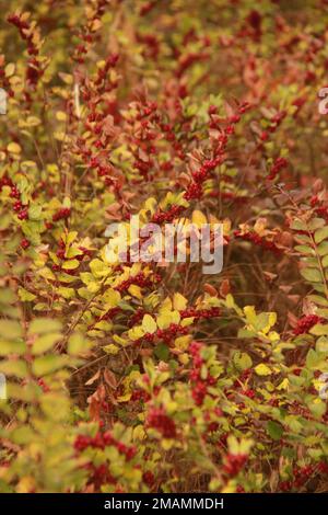 Gros plan d'un épaississement de coralberry (Symphoricarpos orbiculatus) dans les Blue Ridge Mountains, en Virginie, aux États-Unis Banque D'Images