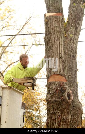 Équipe de service avec camion-benne coupant un grand arbre Banque D'Images