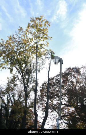 Équipe de service avec camion-benne coupant un grand arbre Banque D'Images