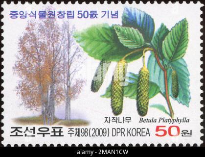 2009 jeu de timbres de la Corée du Nord. 50th anniversaire du jardin botanique, Pyongyang - arbres. Bouleau blanc asiatique, bouleau blanc japonais, Betula platyphylla Banque D'Images