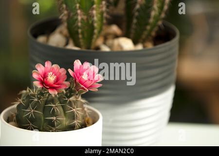 Petit cactus en pot blanc avec deux belles fleurs ouvertes et derrière hors foyer un autre cactus cereus Banque D'Images