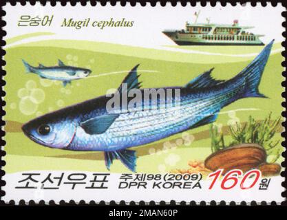 2009 jeu de timbres de la Corée du Nord. Poisson. Mugil cephalus, palet gris à tête plate Banque D'Images