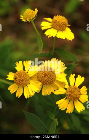 Près des fleurs de Helenium Amarum Banque D'Images