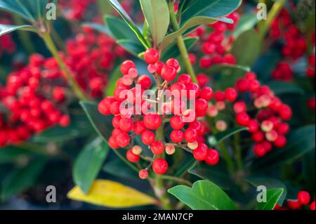 Baies rouges de plantes de jardin fleuries d'hiver, plante ornementale à feuilles persistantes de skimmia japonica, gros plan Banque D'Images