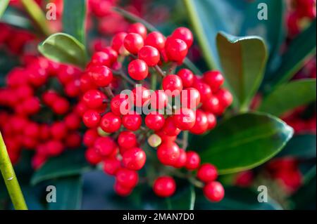 Baies rouges de plantes de jardin fleuries d'hiver, plante ornementale à feuilles persistantes de skimmia japonica, gros plan Banque D'Images