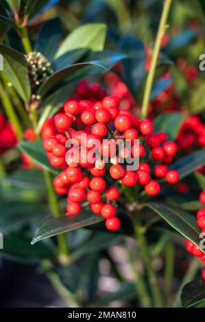 Baies rouges de plantes de jardin fleuries d'hiver, plante ornementale à feuilles persistantes de skimmia japonica, gros plan Banque D'Images