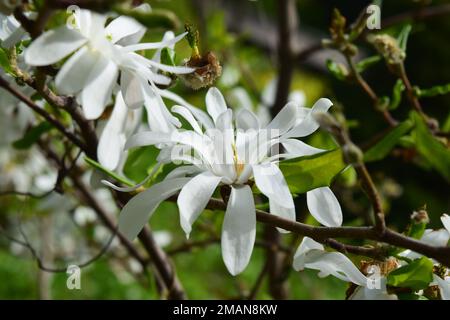 Magnifique magnolia stellata blanc. Bloomy magnolia fleurs branche gros plan. Banque D'Images