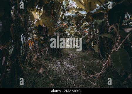 Un petit coup de pouce sur un sentier dans la forêt tropicale, la végétation dense bloque le passage et vous pouvez à peine voir ce qui vous attend, avec tant de feuilles de bananes Banque D'Images