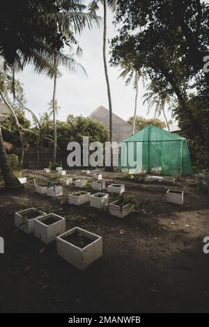 Une vue verticale grand angle d'un champ de plantation dans un environnement tropical, la culture de plantes dans des parterres de fleurs individuelles blanches carrées sur le sol direct Banque D'Images