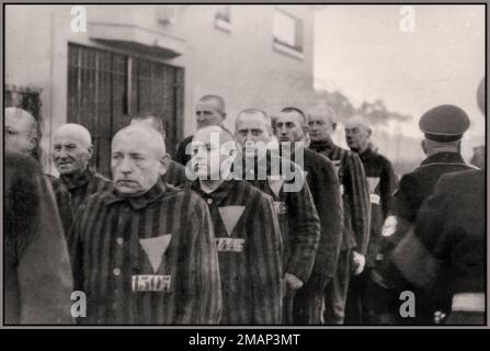 Les prisonniers DE SACHSENHAUSEN portant des uniformes rayés avec des nombres et des triangles dans le camp de concentration de Sachsenhausen, en Allemagne. Gardes de camp SS portant des brassards Swastika. Prisonniers d'avant-guerre dans le camp de concentration de Sachsenhausen, Allemagne, 12-19-1938 Banque D'Images