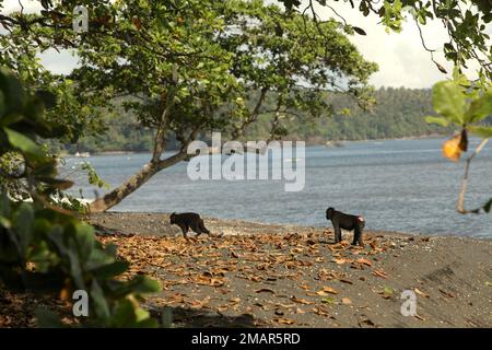 Les macaques noires à crête noire de Sulawesi (Macaca nigra) errent sur une plage dans leur habitat naturel et protégé dans la réserve naturelle de Tangkoko, au nord de Sulawesi, en Indonésie. L'habitat naturel de cette espèce protégée est la forêt de plaines qui s'étend du niveau de la mer à une altitude d'environ 1 300 mètres, selon les scientifiques primates. Banque D'Images