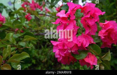 Fleurs de Bougainvilliers roses dans le jardin. Muntok, Indonésie Banque D'Images