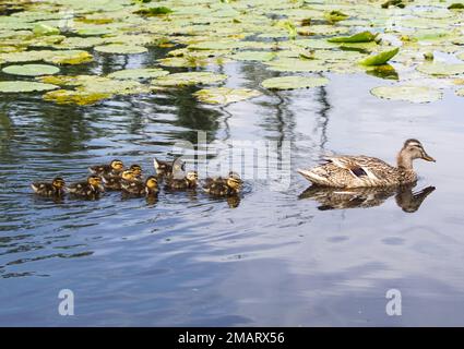 Vue panoramique famille d'oiseaux nageant dans le lac Banque D'Images