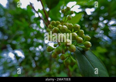 Eau Guava fleurs aux extrémités des branches et des feuilles d'arbre Banque D'Images