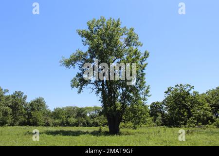 Un seul arbre de coton entouré d'un pré à la réserve naturelle de somme Prairie à Northbrook, Illinois Banque D'Images