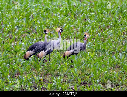 Trois magnifiques grues-couronnées grises (Balearia regulorum) dans un champ de maïs. KwaZulu-Natal, Afrique du Sud. Banque D'Images