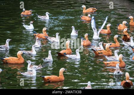 Un troupeau de canards de protection et de mouettes nagent dans l'eau. Groupe de canards de protection communs, Tadorna tadorna, et de mouettes qui passent à gué et fourragent dans les eaux peu profondes Banque D'Images