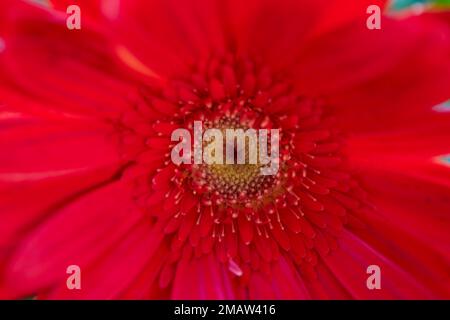 Vue rapprochée de la fleur de Gerbera rouge qui fleurit dans le jardin Banque D'Images