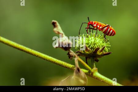 Punaises rouges sur une fleur verte dans le jardin. Photographie macro. Banque D'Images