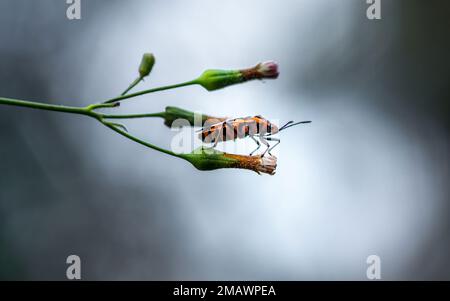 Punaises rouges sur une fleur verte dans le jardin. Photographie macro. Banque D'Images