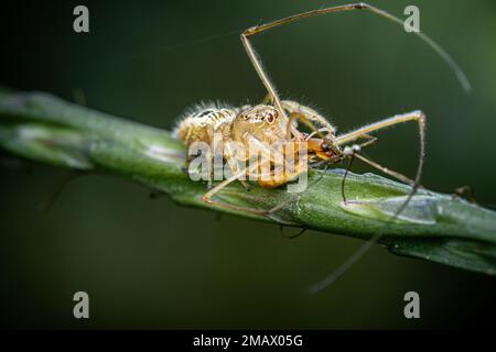 Araignée sautant mangeant une proie sur un arbre vert Stachytarpheta jamaicensis, araignée sauteuse et araignée Lynx, foyer sélectif, gros plan, fond naturel, Banque D'Images