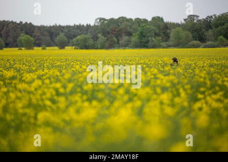 Un soldat de l'armée suédoise marche à travers un champ de fleurs au cours d'un exercice d'entraînement à l'île de Gotland dans le cadre des opérations baltes 2022, 7 juin 2022. BALTOPS 22 est le premier exercice axé sur la mer dans la région Baltique. L'exercice, dirigé par les États-Unis Les forces navales Europe-Afrique, exécutées par les forces navales de frappe et de soutien de l’OTAN, offrent une occasion unique d’entraînement pour renforcer les capacités d’intervention combinées essentielles à la préservation de la liberté de navigation et de la sécurité dans la mer Baltique. Banque D'Images