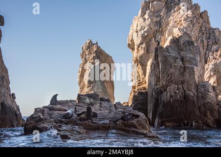 Les Lions de la mer de Californie, Zalophus californianus, sont communs à Cabo San Lucas, au Mexique. Ils reposent sur les rochers près de la rive. Banque D'Images