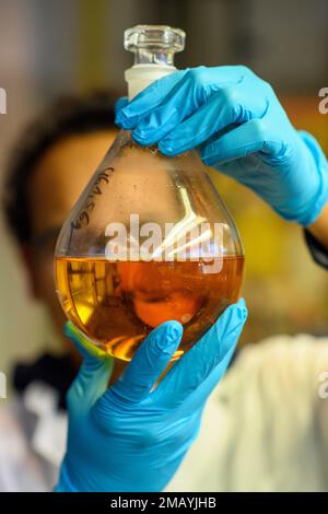 Magdebourg, Allemagne. 19th janvier 2023. Un employé scientifique de 'Pilot Pflanzenöltechnologie Magdeburg' (PPM) tient une fiole avec de l'huile jusqu'à la lumière dans la raffinerie de laboratoire. L'installation de recherche exploite une usine expérimentale à Magdebourg pour l'extraction et le traitement des huiles végétales et des protéines végétales. Credit: Klaus-Dietmar Gabbert/dpa/Alay Live News Banque D'Images