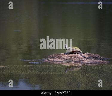 Une tortue à ventre rouge du nord sur un sol au milieu d'un lac qui ressemble à une grosse tortue Banque D'Images