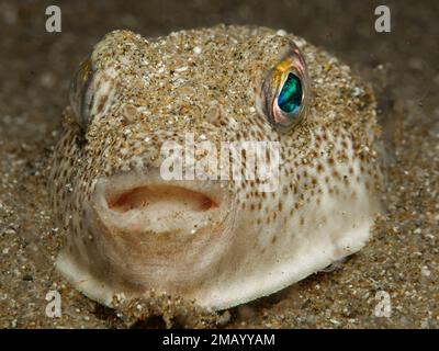 Poisson-pufferfish à taches jaunes de Chypre Banque D'Images