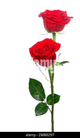 Plusieurs roses rouges sur fond blanc Banque D'Images