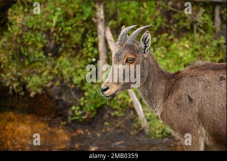 Gros plan de Nilgiri tahr en voie de disparition dans le parc national eravikulam Munnar Banque D'Images