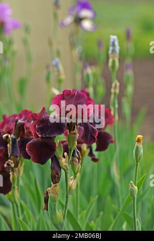 Gros plan des fleurs de l'iris violet. Beaucoup d'iris. Grandes fleurs cultivées de l'iris barbu Iris germanica . Les fleurs de l'iris violet rose poussent dans le jardin Banque D'Images