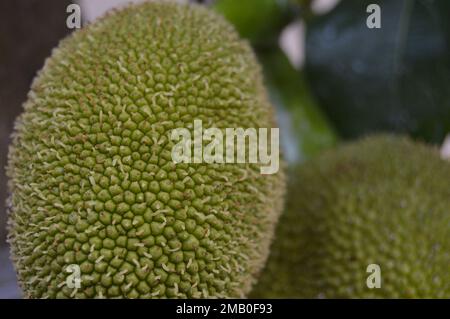 Portrait en gros plan de jackfruit vert suspendu sur l'arbre. Jeunes fruits frais et verts. Banque D'Images