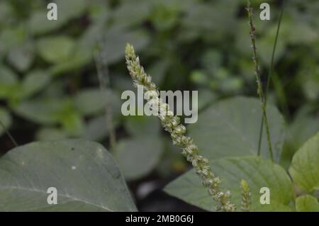 Les épinards verts ou l'amaranthe vert, avec le nom latin Amaranthus viridis, est une espèce cosmopolite de la famille des Aramanthaceae. Banque D'Images