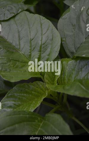 Les épinards verts ou l'amaranthe vert, avec le nom latin Amaranthus viridis, est une espèce cosmopolite de la famille des Aramanthaceae. Banque D'Images