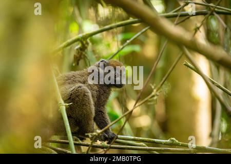 Lémuriens du petit bambou de l'est, (Hapalemur griseus), espèce animale endémique en voie de disparition sur le bambou et se nourrissant dans la forêt tropicale, Ranomafana, anim de la faune de Madagascar Banque D'Images