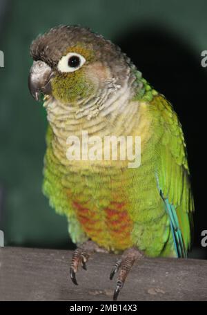 Un portrait d'une guêtre verte perchée sur un bâton de bois. Vous voyez le ventre de l'oiseau et un œil. Il a l'air très mignon et sympathique Banque D'Images