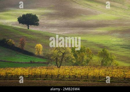 Automne en Toscane, arbres et vignoble. Castellina in Chianti, Italie, Europe. Banque D'Images