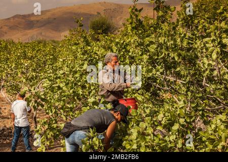 Italie, Sicile: La récolte des pistaches dans le Bronte, d'où viennent les pistaches de qualité Banque D'Images