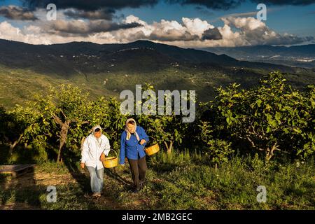 Italie, Cilento région, Salerne, Campanie - Capaccio Paestum, collecte de figues. Les Figs sont l'une des ressources les plus importantes du territoire. Banque D'Images