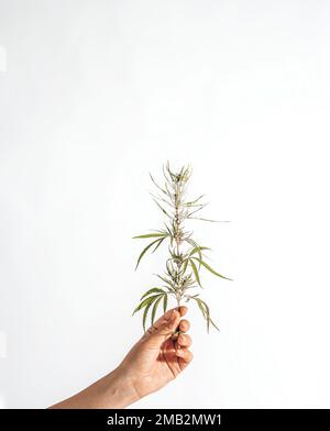 Plante florale de cannabis. Le producteur tient une branche fraîche dans sa main. La marijuana fleurit sur fond blanc. Banque D'Images