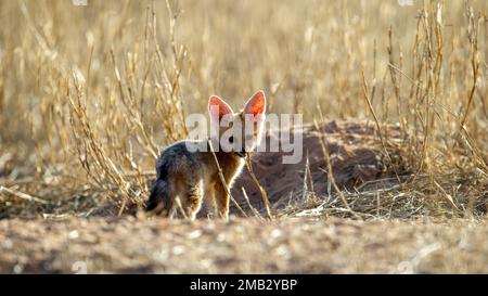 Cape Fox (Vulpes chama) Parc transfrontalier Kgalagadi, Afrique du Sud Banque D'Images