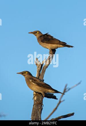 Starling en puissance (Creatophora cinerea) Parc transfrontalier Kgaladadi, Afrique du Sud Banque D'Images