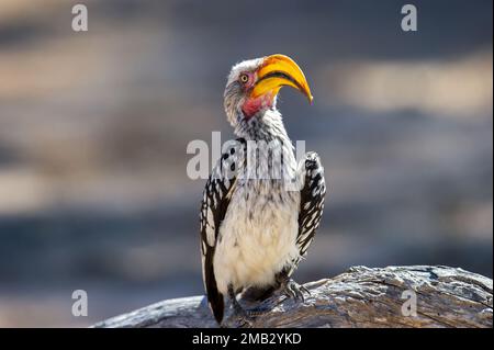 Hornbill à bec jaune du Sud (Tockus leucomelas) Parc transfrontalier Kgalagadi, Afrique du Sud Banque D'Images