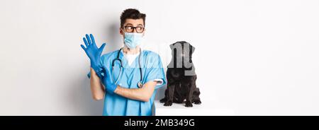 Gai médecin vétérinaire portant des gants en caoutchouc et un masque médical, examinant mignon chien de la pug noire, debout sur fond blanc Banque D'Images