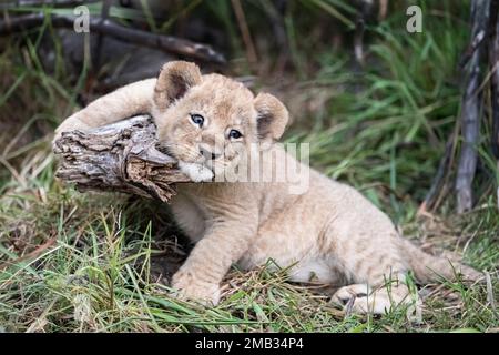 Des images ADORABLES des oursons de lion les plus coupés, assis et posant pour un portrait, ont été capturées dans le camp de Little Vumbura, dans le delta d'Okavango, à Botswa Banque D'Images