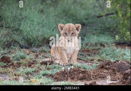 Des images ADORABLES des oursons de lion les plus coupés, assis et posant pour un portrait, ont été capturées dans le camp de Little Vumbura, dans le delta d'Okavango, à Botswa Banque D'Images