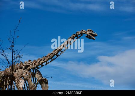 Squelette de dinosaure, Bilbao, Biscaye, Pays basque, Euskadi, Euskal Herria, en Espagne, en Europe. Banque D'Images